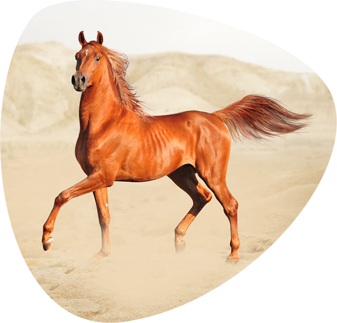 Buy Horse Middle East