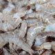 Export Shrimp Packages from Bushehr