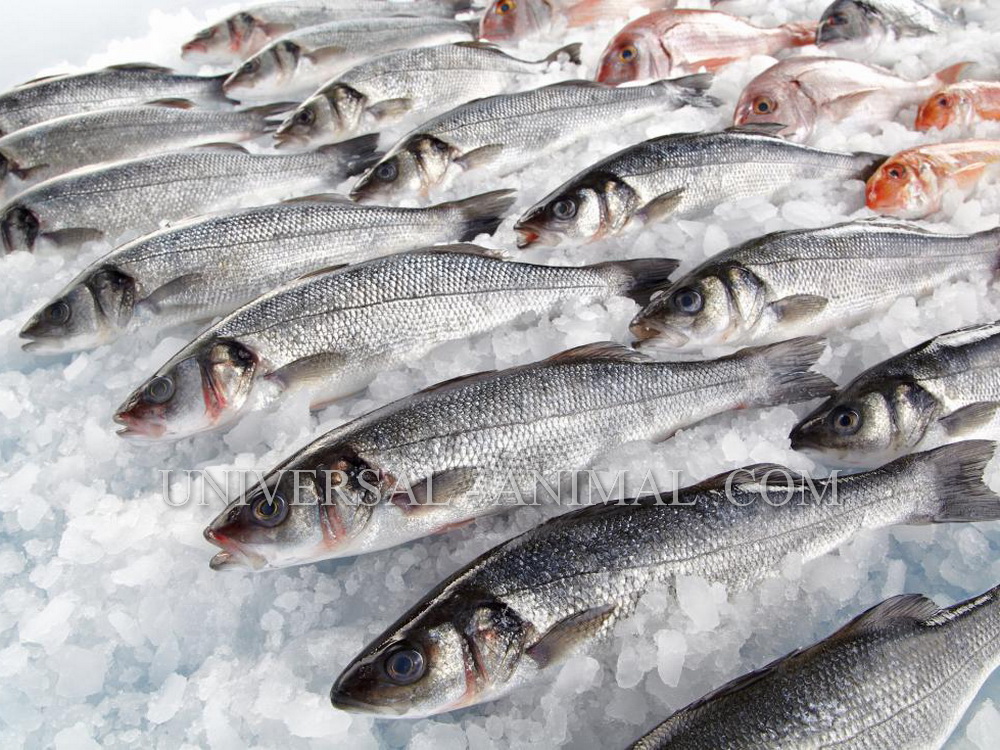 Fish Import Dayyer Port IRAN
