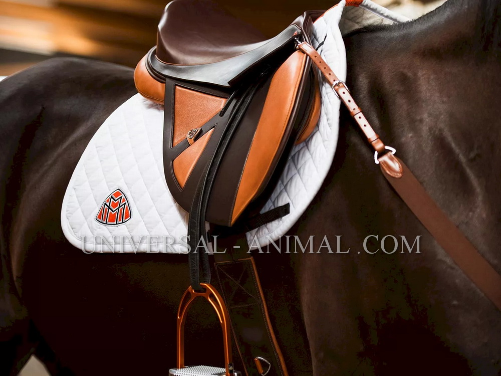 Horse Shop United Arab Emirates