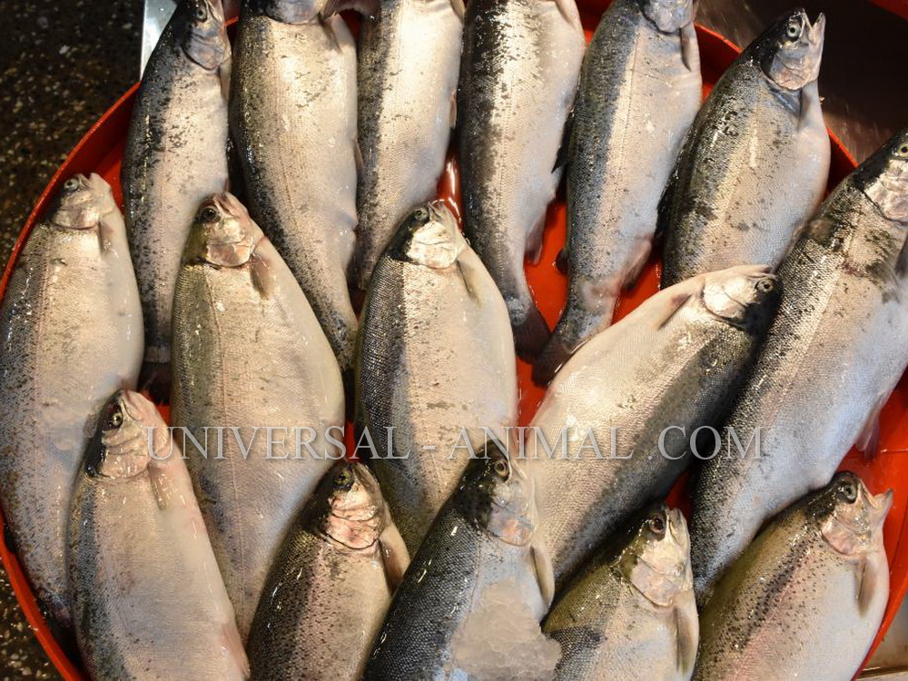 Exporting Fish to United Arab Emirates