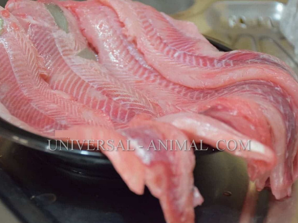 Importing Fish from IRAN