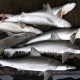 Shark Fish Imports to Kazakhstan