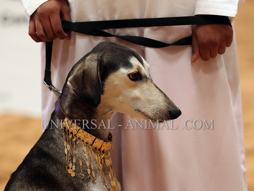 Selling dogs in Arab countries