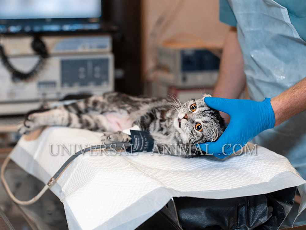 Veterinary Clinic in United Arab Emirates