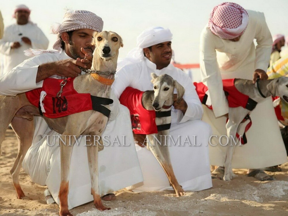 Breeding and exporting dogs to Saudi Arabia