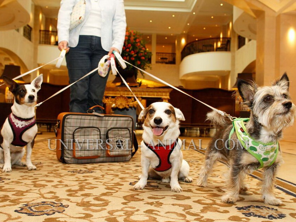 Selling dogs in Dubai