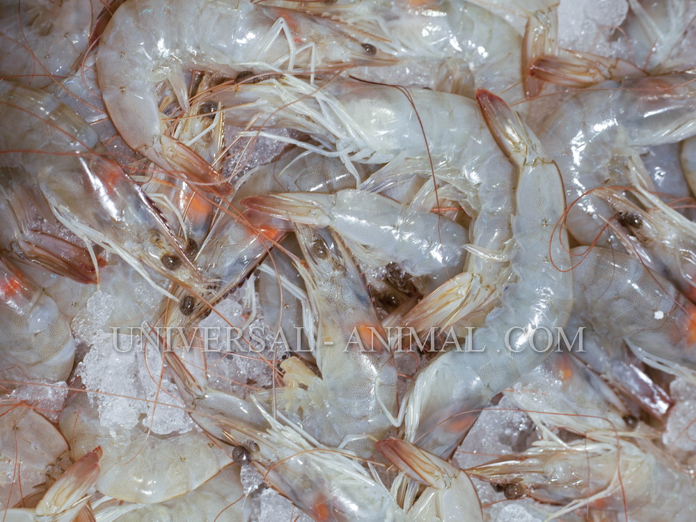 Export of Vanomi shrimp larvae up to 3 million pieces