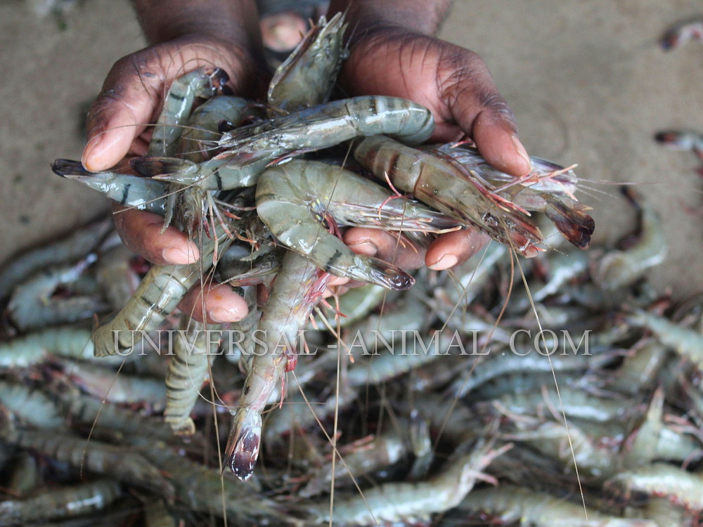 Export of shrimp larvae 3 million pieces