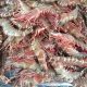 Export of shrimp larvae to Arab countries