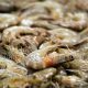 Export of shrimp larvae to Qatar and Bahrain