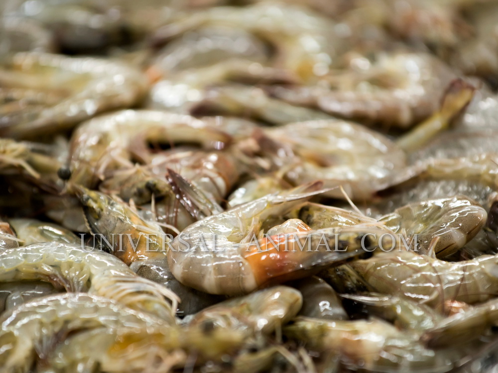 Export of shrimp larvae to Qatar and Bahrain