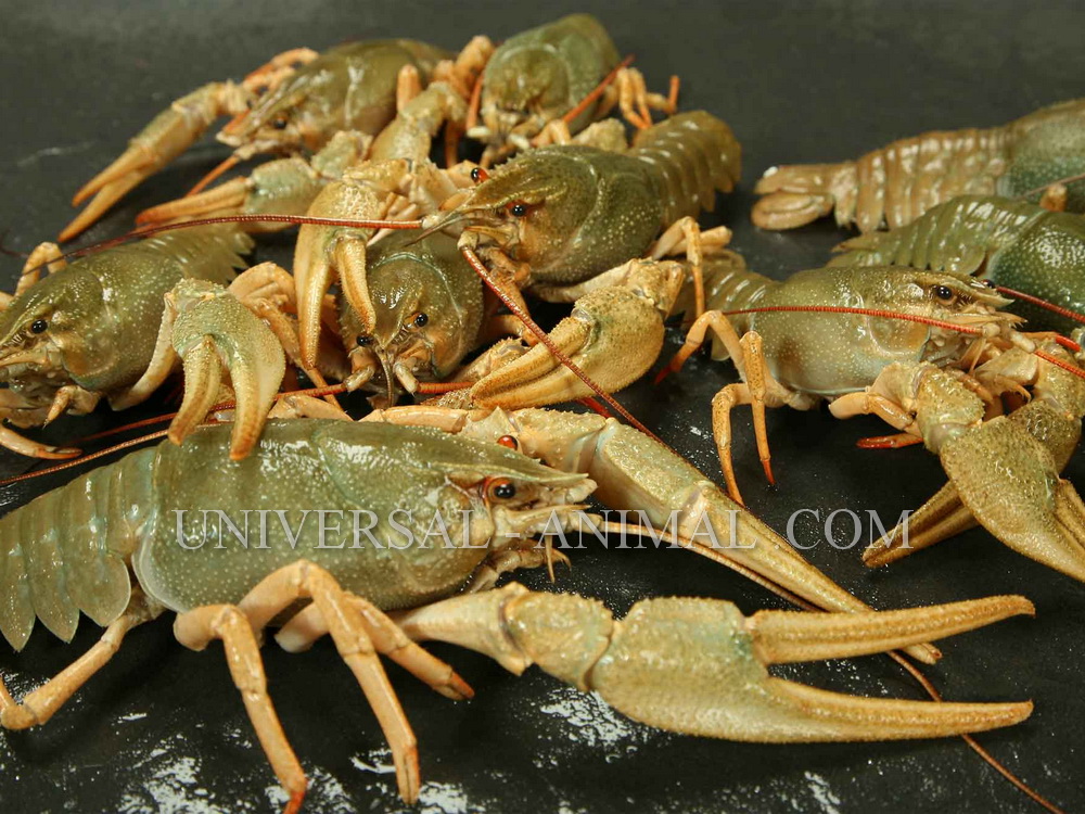 Live lobster export