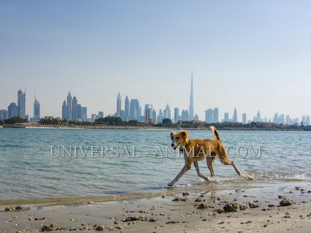 Buy A Dog in Dubai