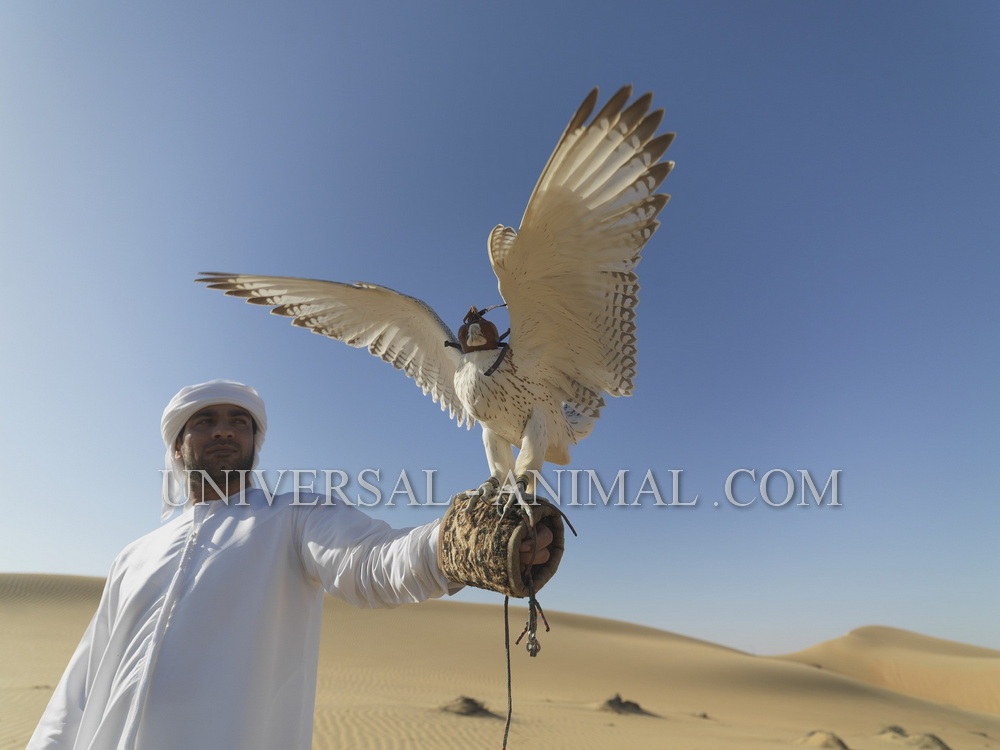 Import birds to Arab countries